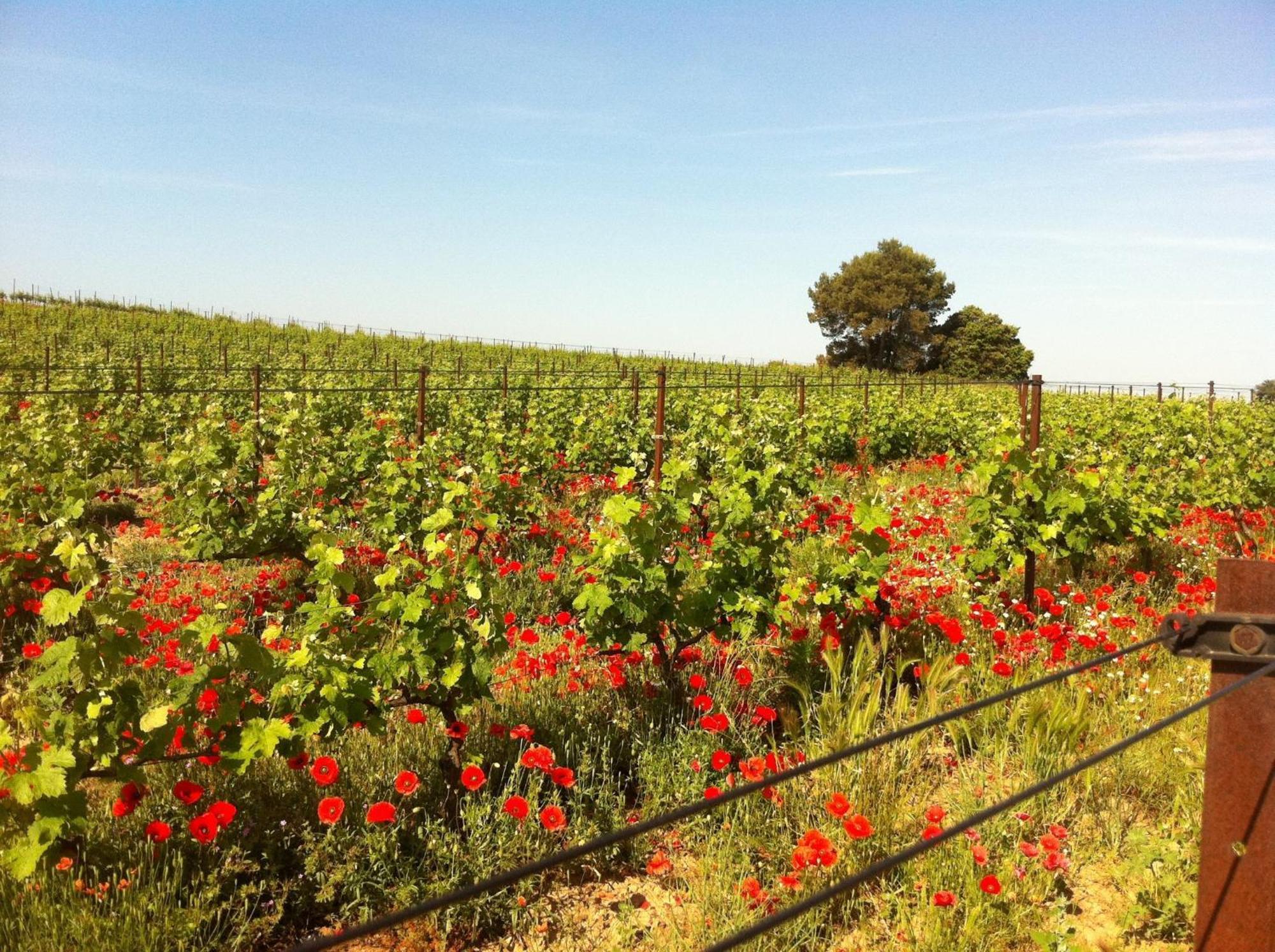 Maison De Margot Peyriac-Minervois 외부 사진